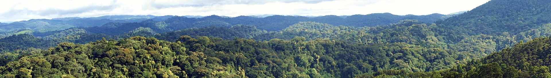 Campi di tè di Gisakura accanto alle colline boscose di Nyungwe.