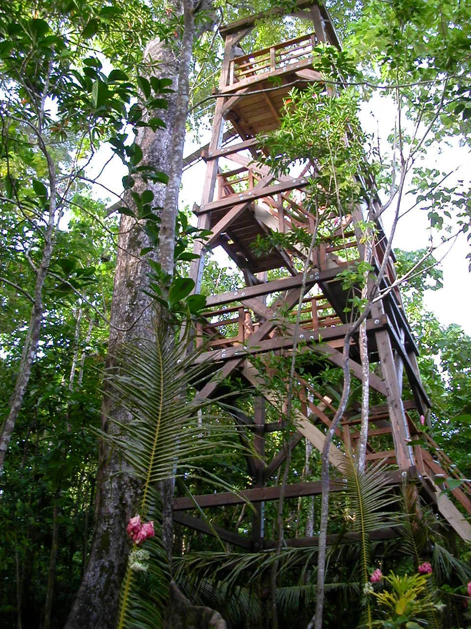 Passerella sopraelevata tra gli alberi della foresta di Falealupo, a Savaiʻi.