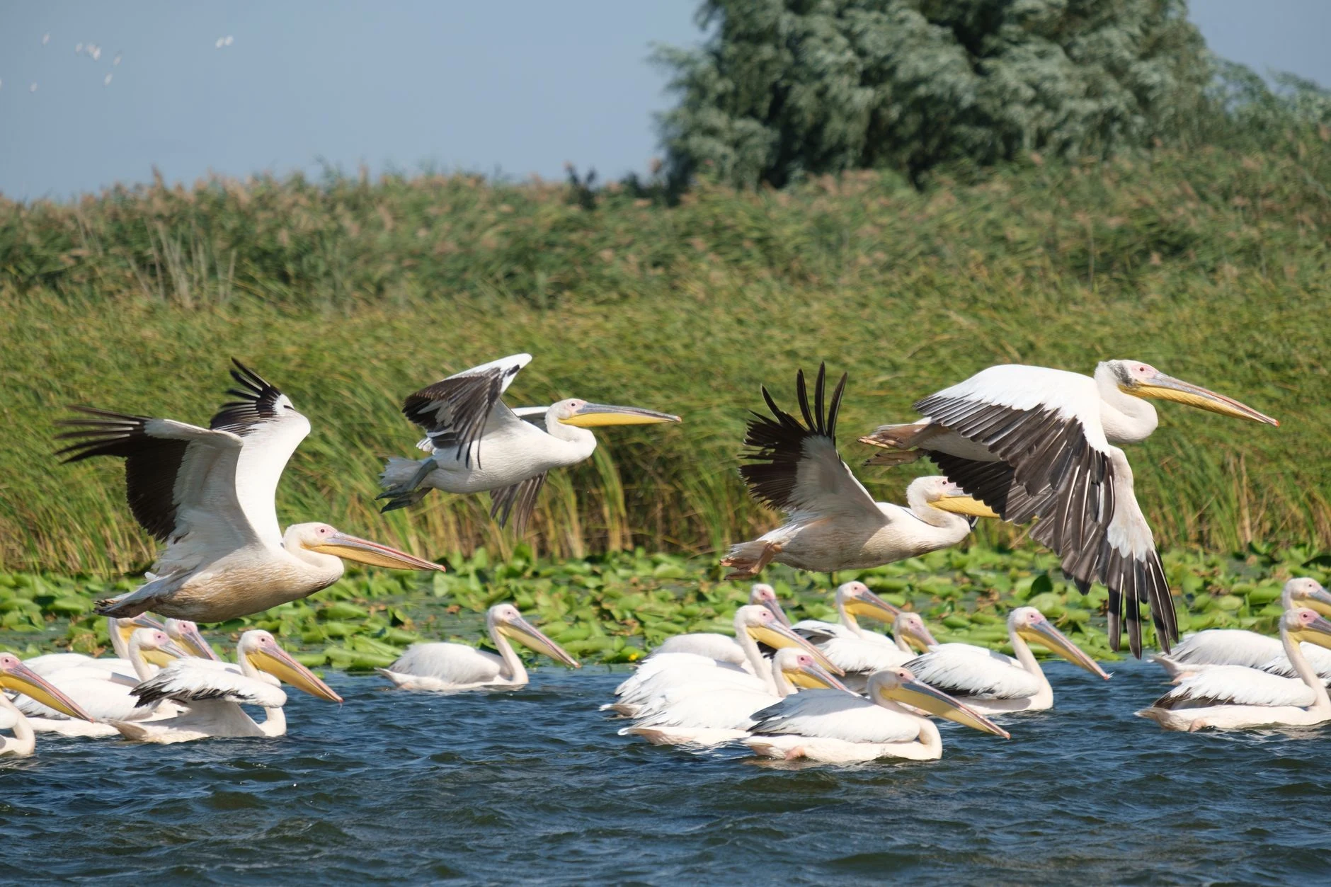 Oiseaux d'eau au-dessus d'une lagune du delta du Danube.
