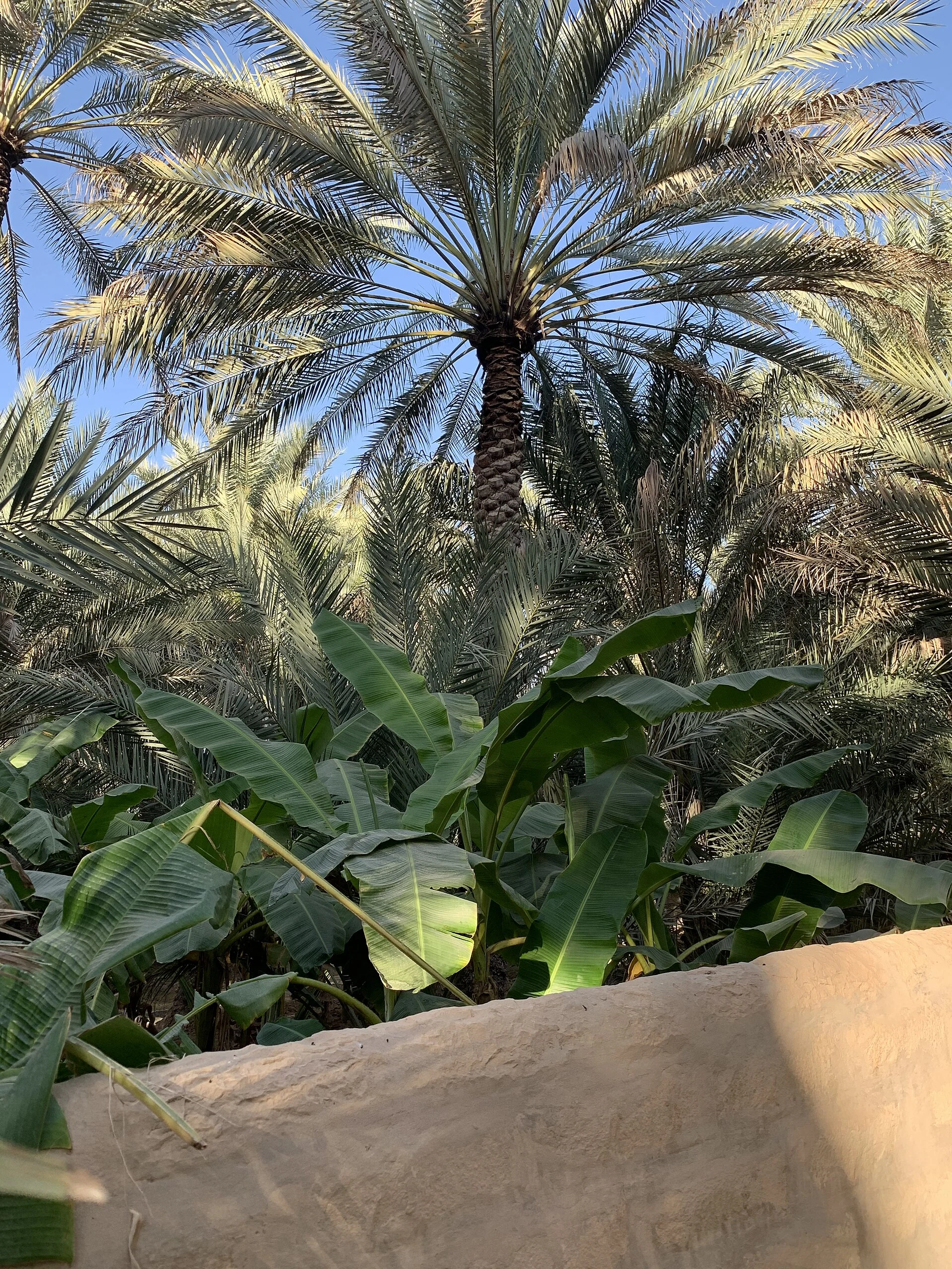 Sentiero ombreggiato tra palme da dattero e canale d’irrigazione nell’oasi di Al Ain.