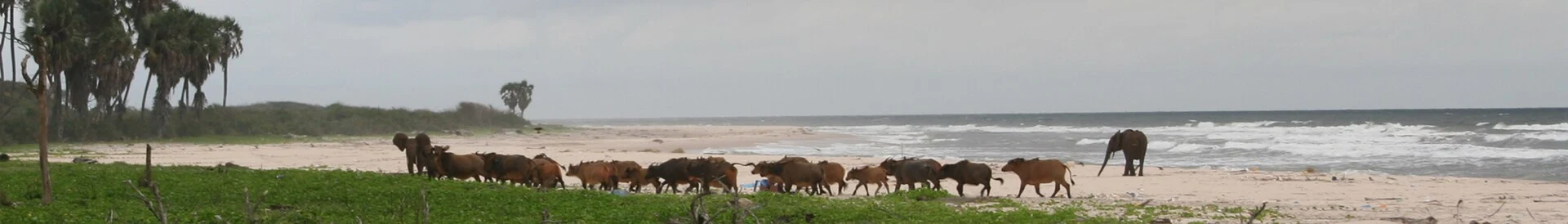 Plage de ponte des tortues marines dans le parc national de Loango.