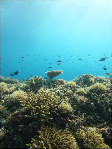 Peixes de recife sobre corais numa parede submarina em Tubbataha.