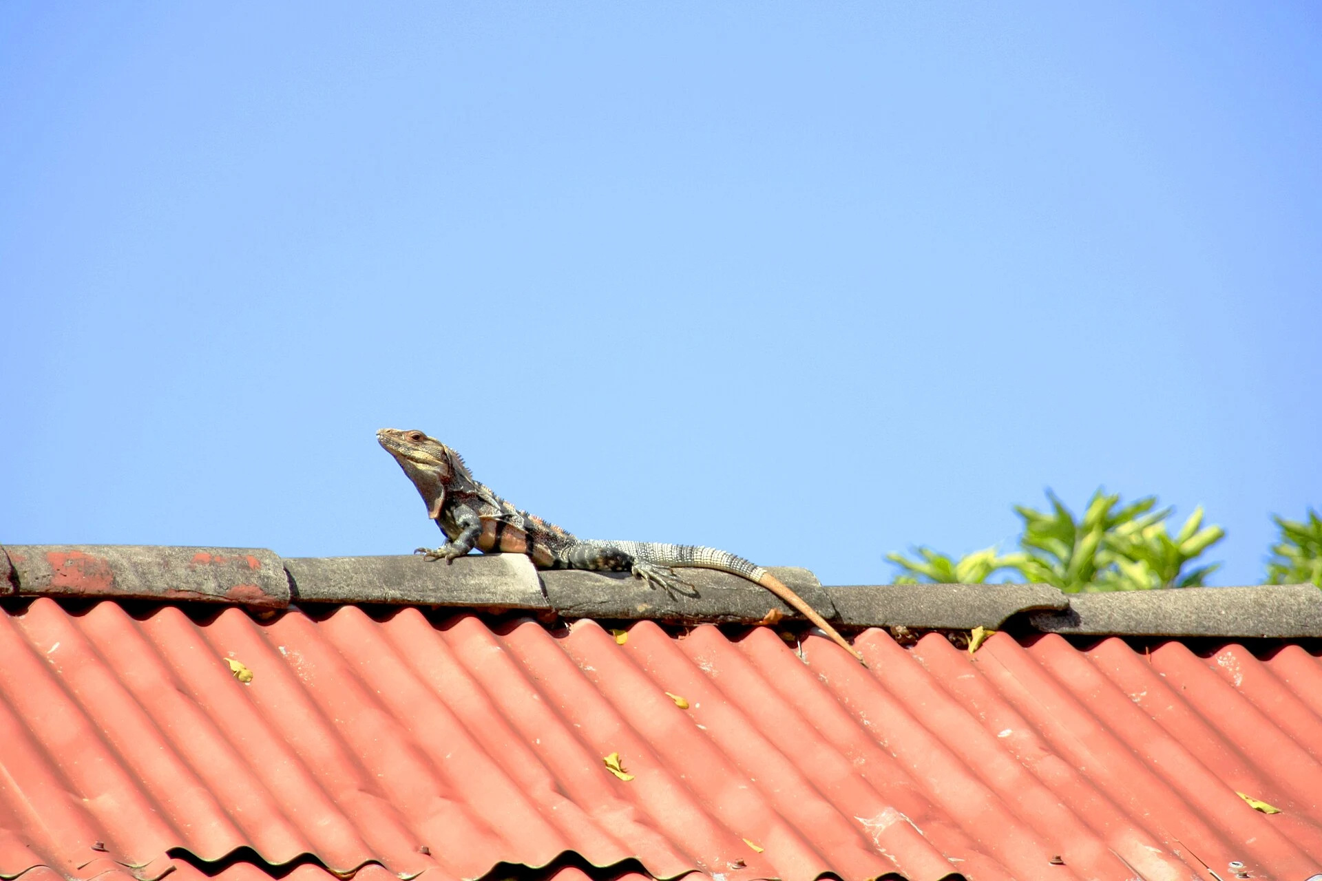 Petroglifo precolombiano di Ometepe mostrato senza contatto dei visitatori.