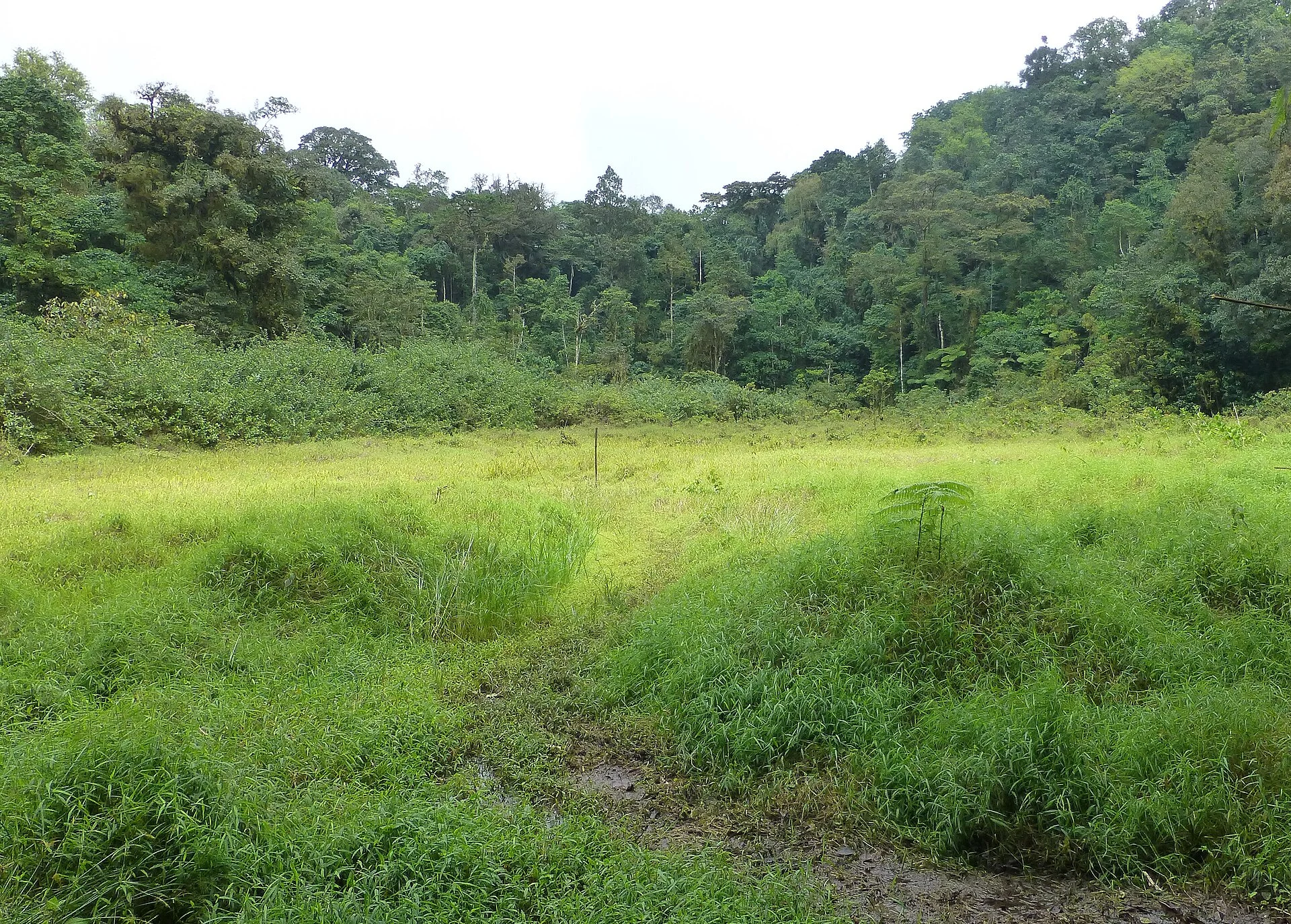 Sentier forestier humide sur l’approche de Lagoa Amélia, à São Tomé.
