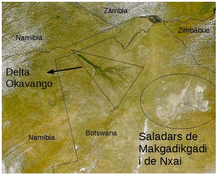 Horizon blanc et ouvert des salines de Makgadikgadi avec des acacias au loin.