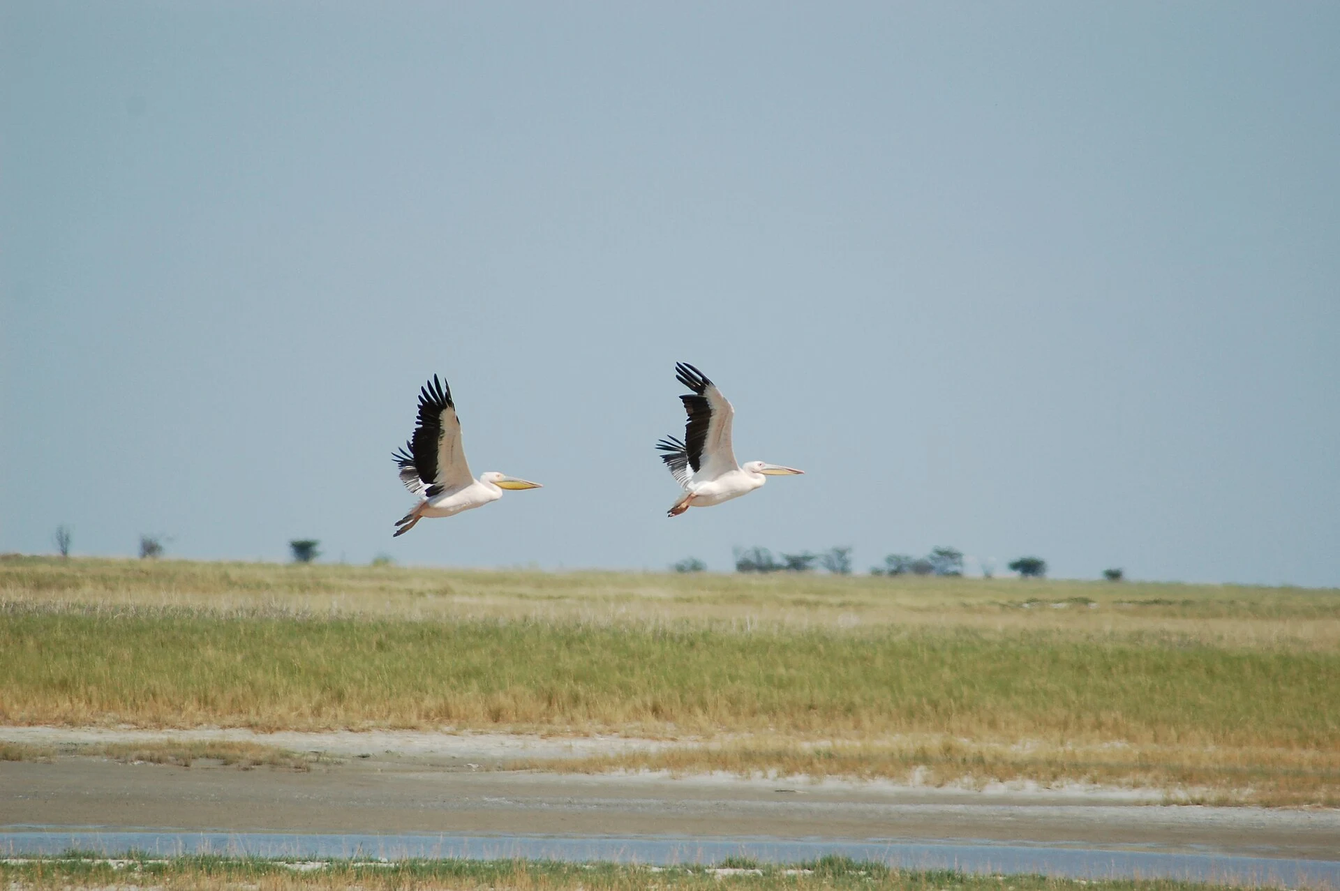 Flamingos im flachen Wasser der Salzpfannen im Nata Bird Sanctuary.