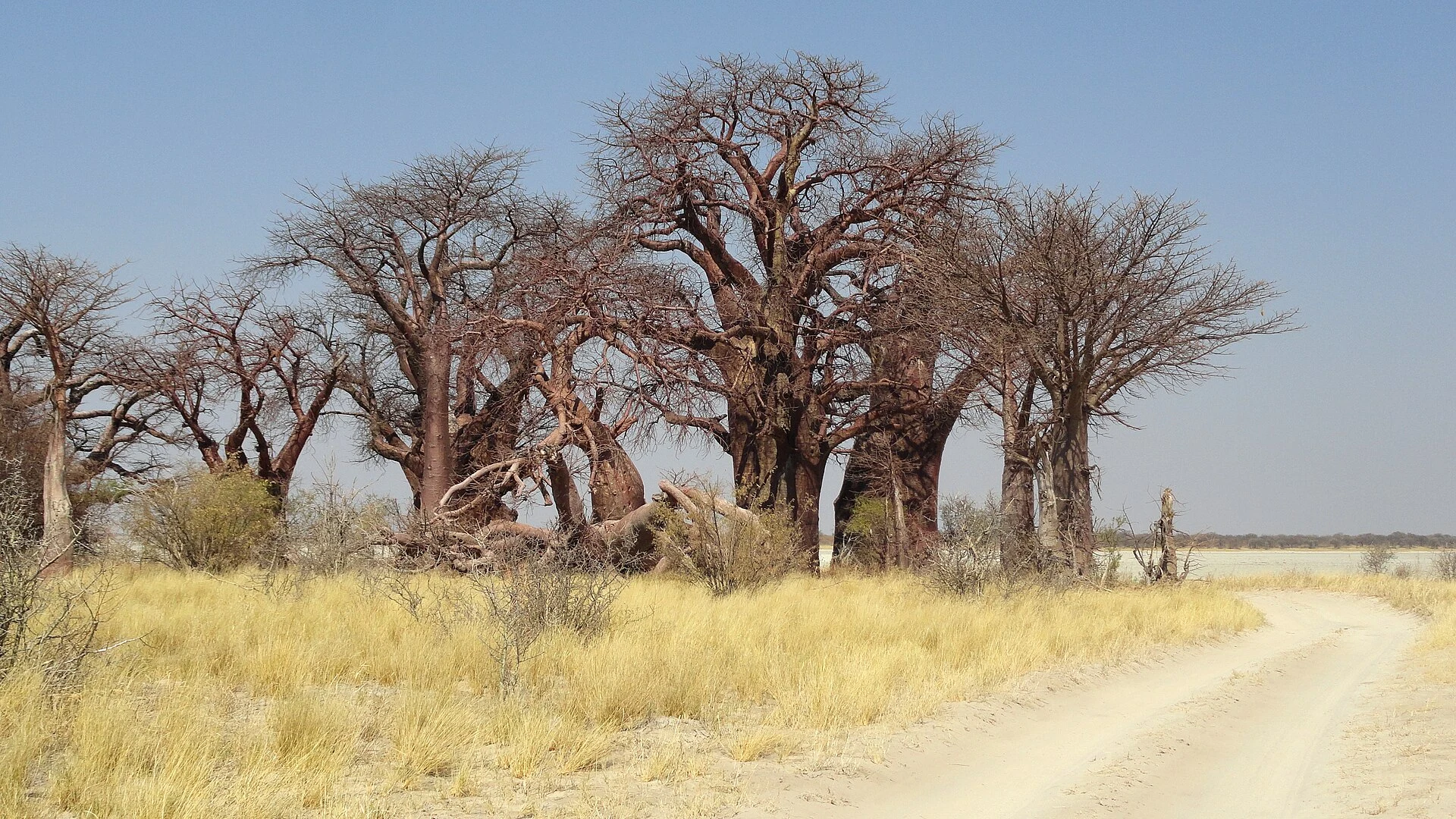 Baines’ Baobabs neben der Kudiakam-Pfanne im Gebiet von Nxai Pan.