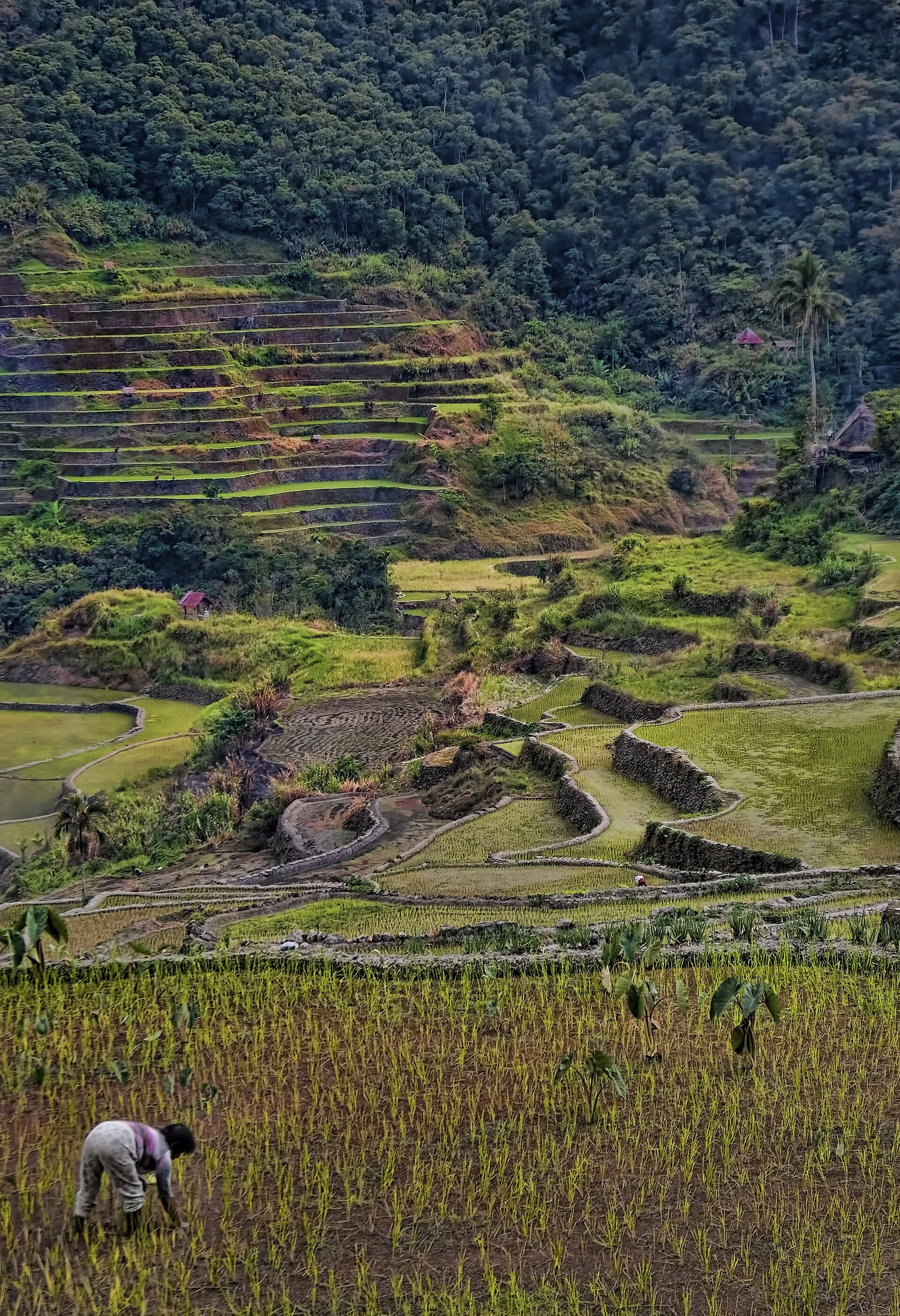 Les rizières de l’Ifugao entre Batad, Bangaan et Kiangan