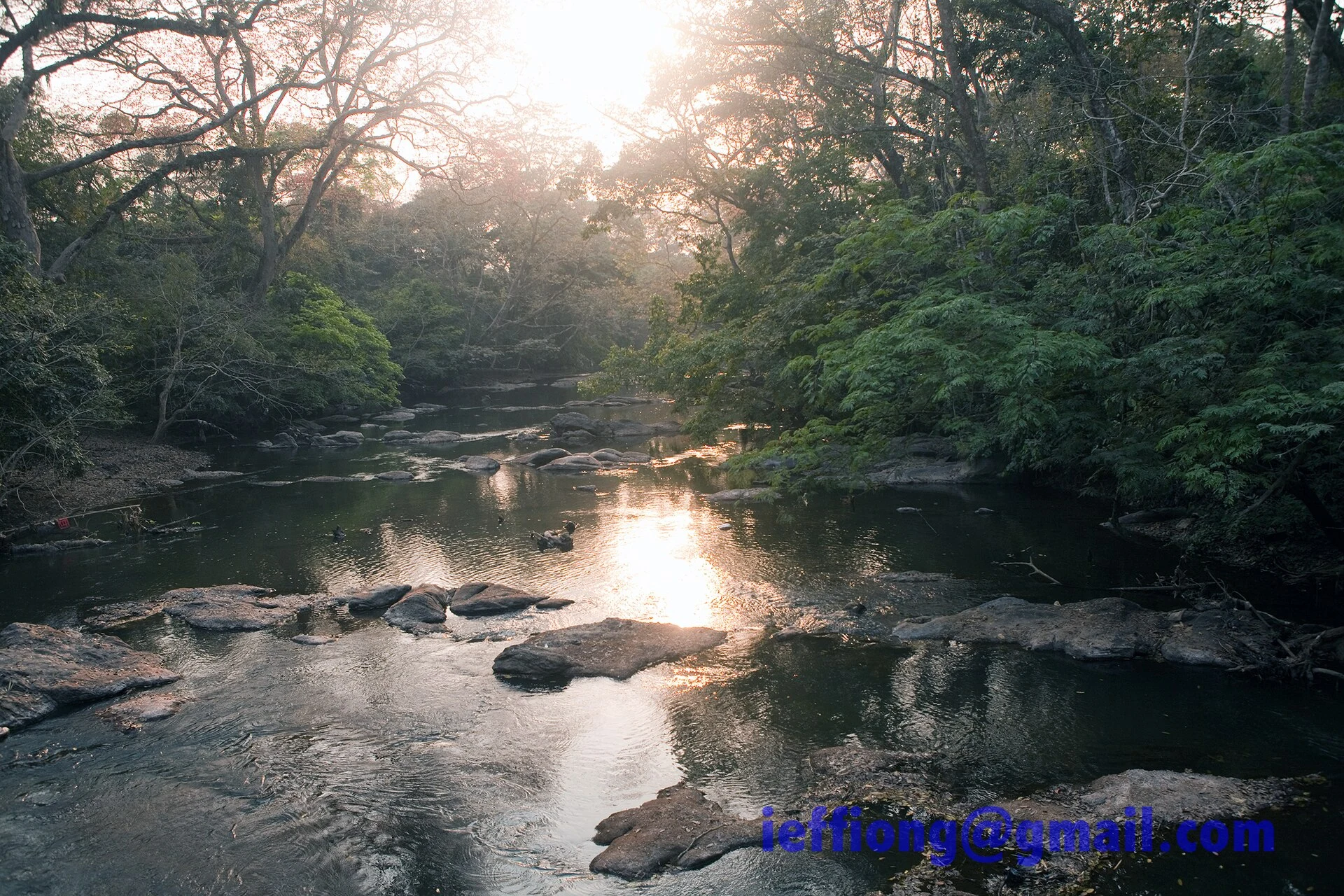 Forêt et passerelle au bord de la rivière dans le bois sacré d’Osun-Osogbo.