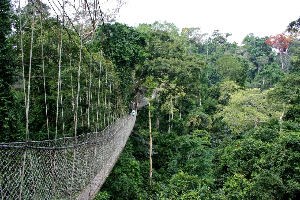 Passerella sospesa nella volta della foresta pluviale di Kakum.