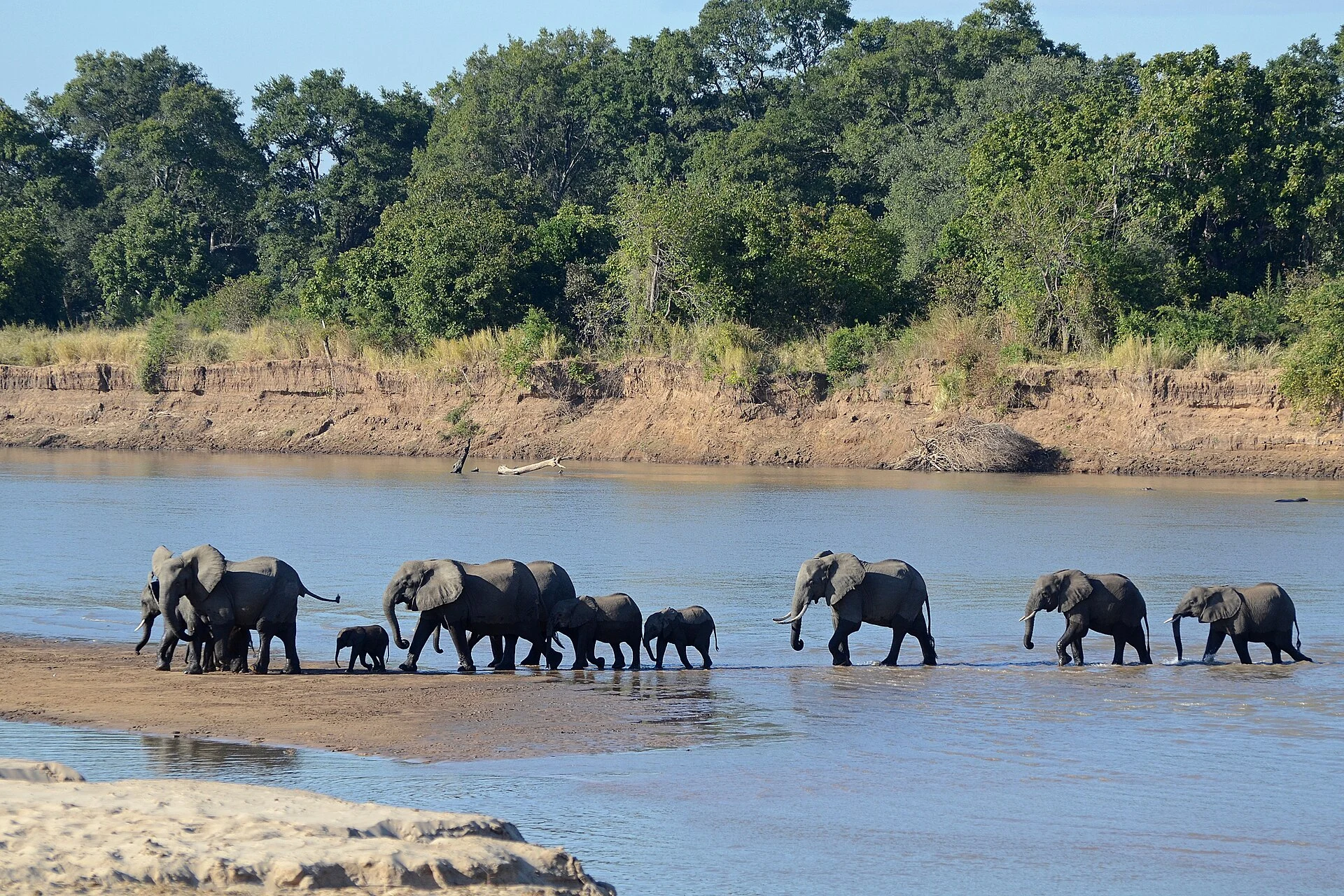 Fiume Luangwa e vegetazione ripariale nel Parco nazionale di South Luangwa.