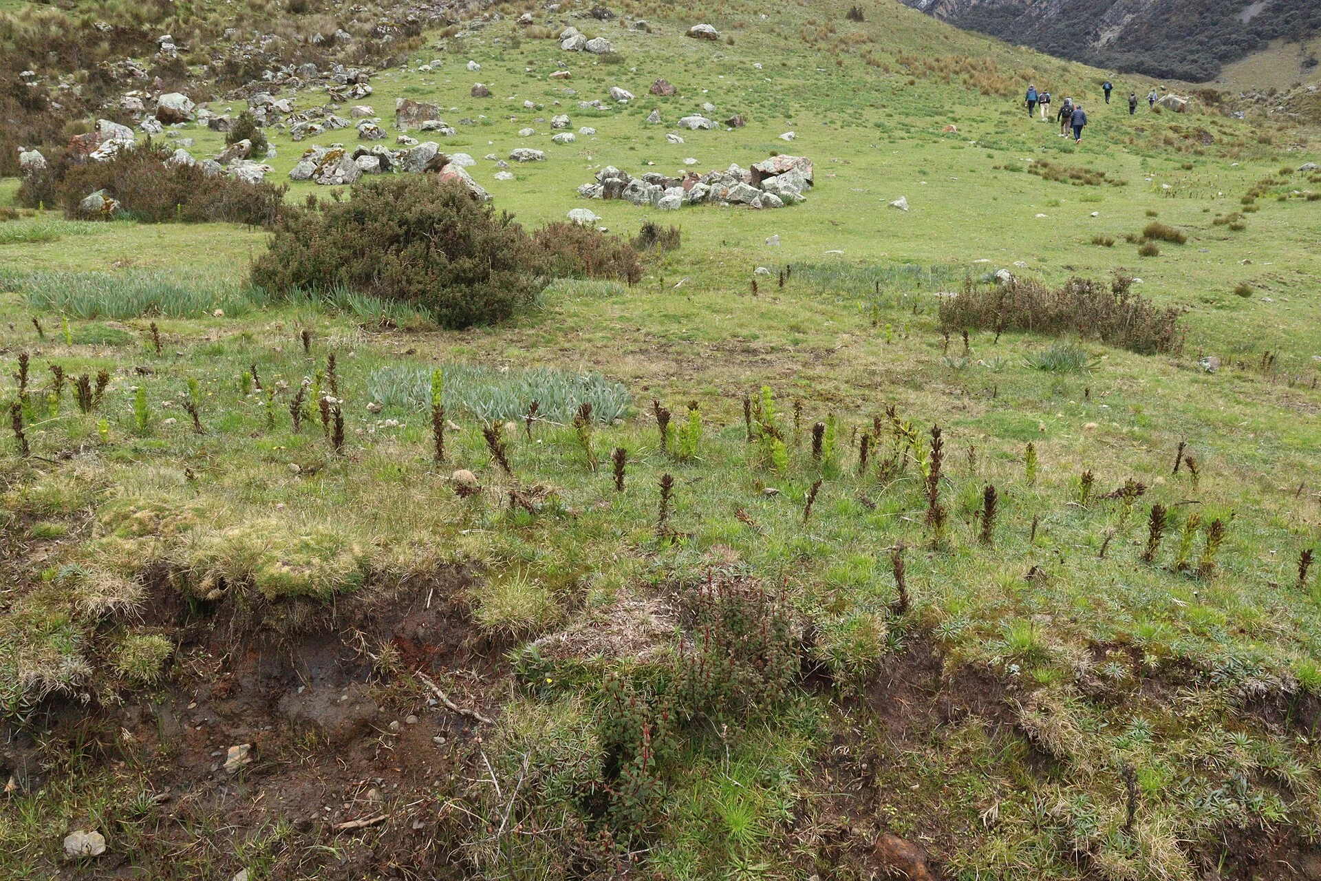 Vallée andine et cadre urbain de Chavín de Huántar, en Áncash.