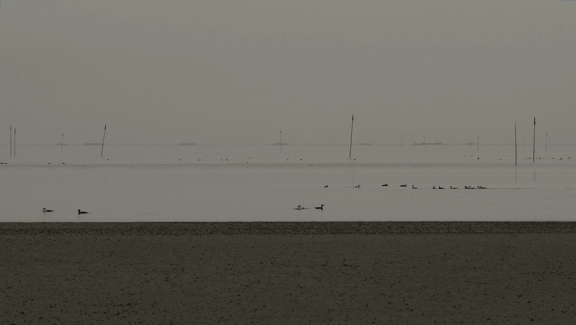 Persona che cammina su un argine davanti alle saline del Mare dei Wadden nello Schleswig-Holstein.