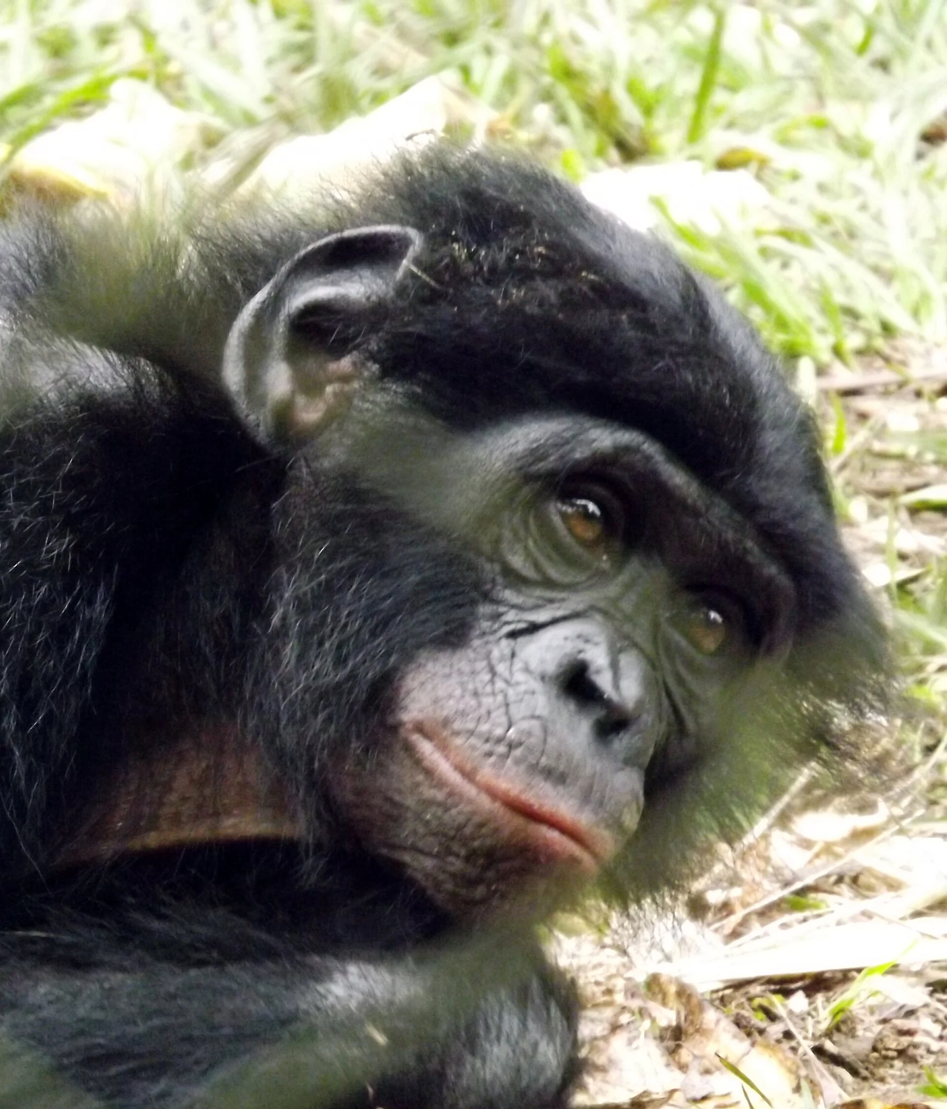 Bonobos num recinto florestal em Lola ya Bonobo observados à distância.
