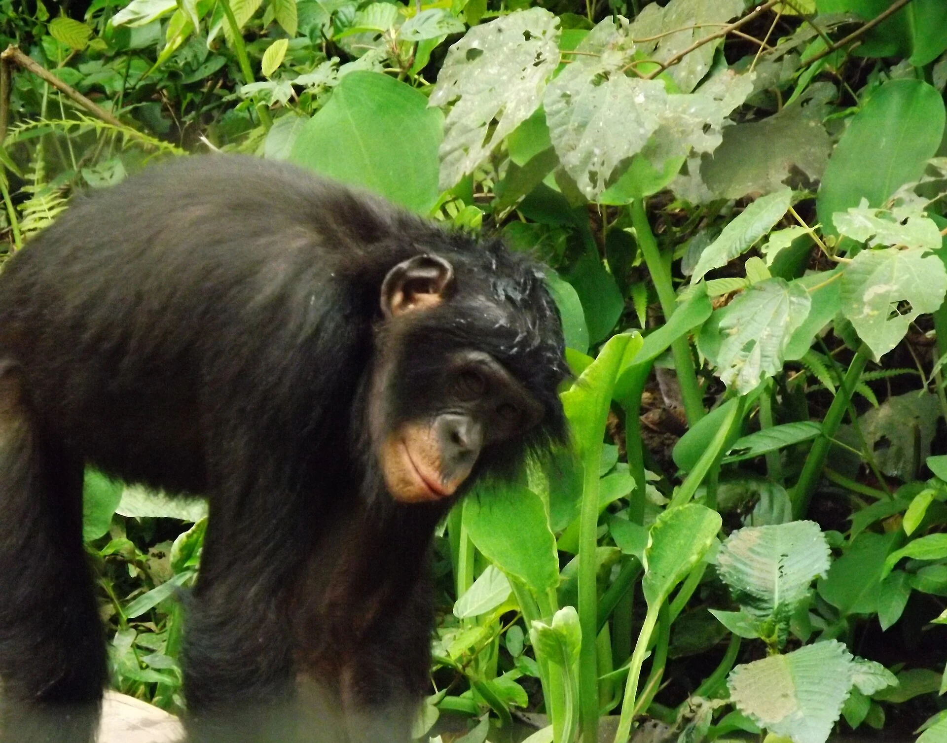 Lola ya Bonobo: Artenschutz und Gründe für einen Besuchsaufschub
