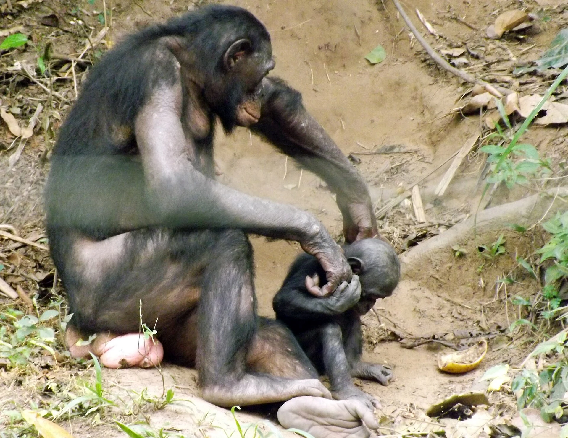 Lola ya Bonobo: Artenschutz und Gründe für einen Besuchsaufschub
