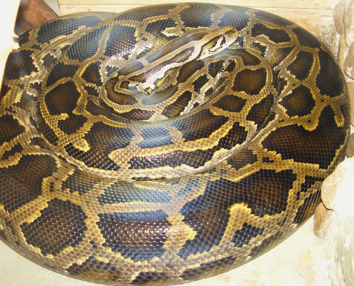 História, vodun e paisagens costeiras em Ouidah