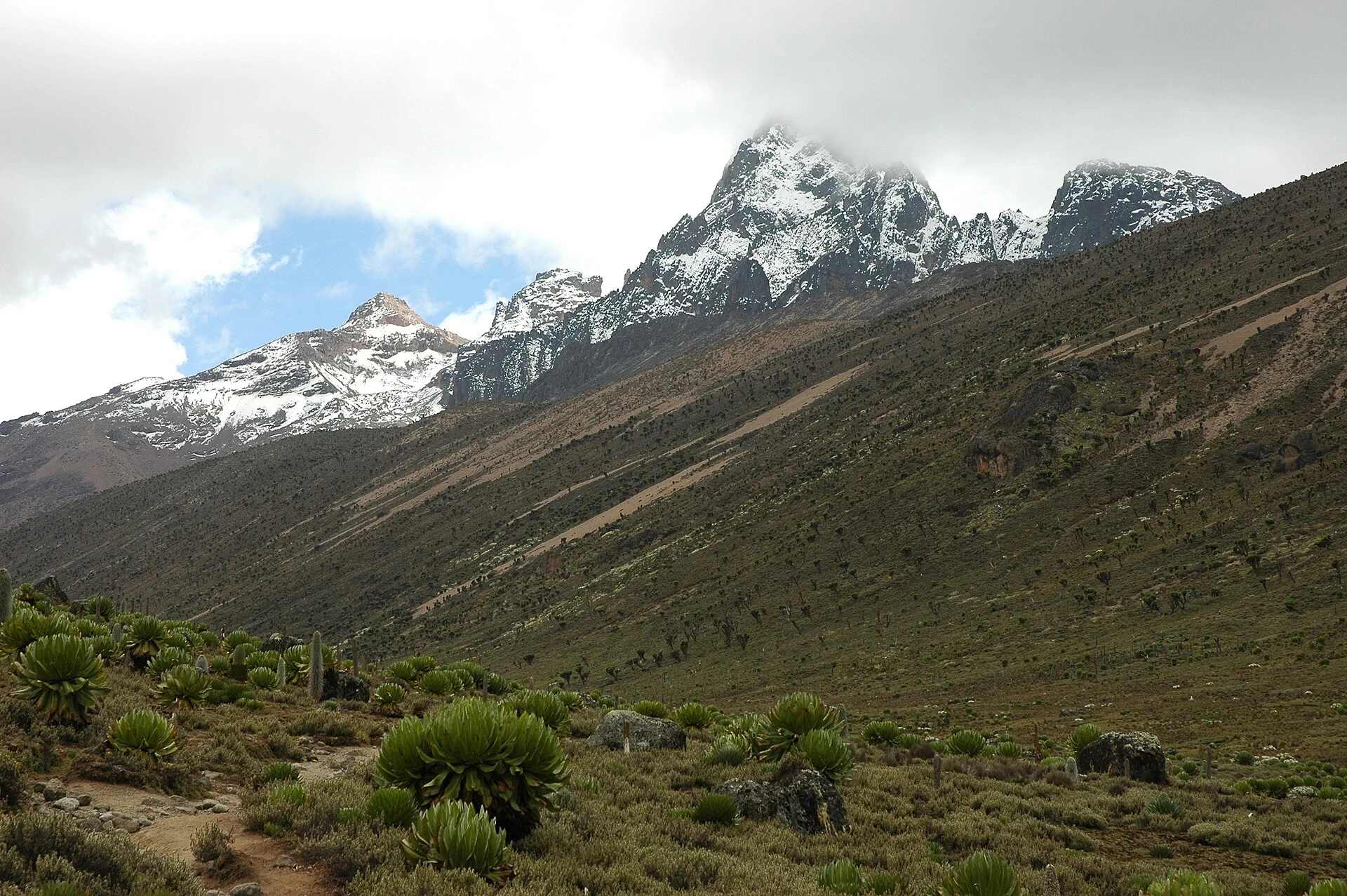Wanderweg der Sirimon-Route in der afroalpinen Vegetation des Mount Kenya.