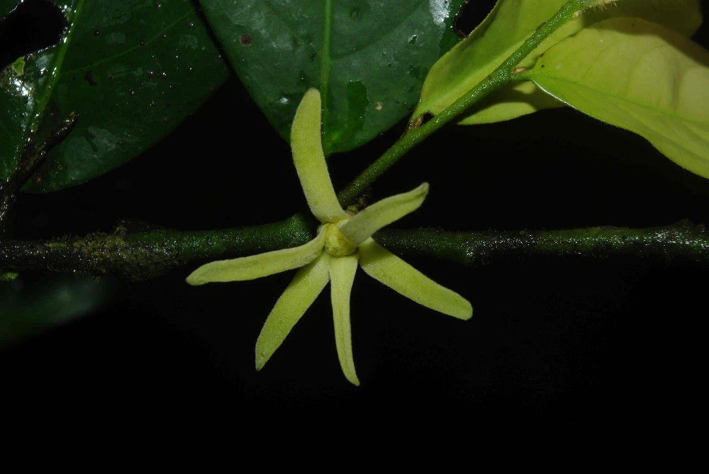 Vegetazione della foresta pluviale tropicale nella Riserva faunistica del Dja, Camerun.