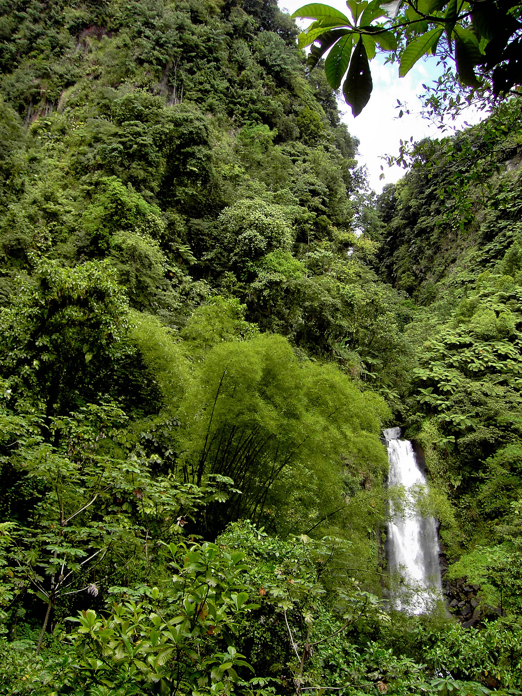 Geothermischer Dampf an den Hängen des Valley of Desolation im Morne-Trois-Pitons-Nationalpark.