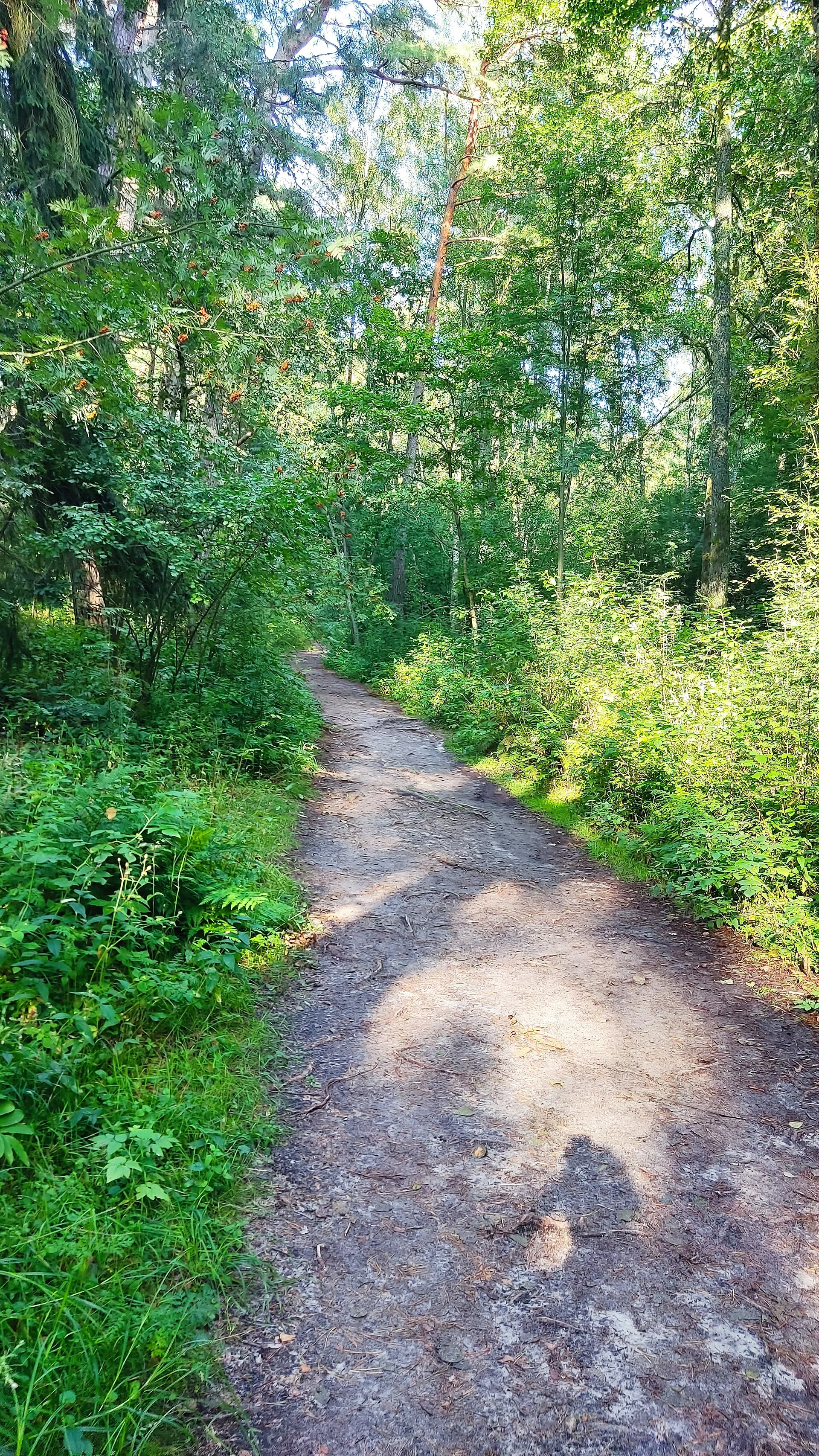 Cyclist on the marked Curonian Spit cycle path through pine forest.