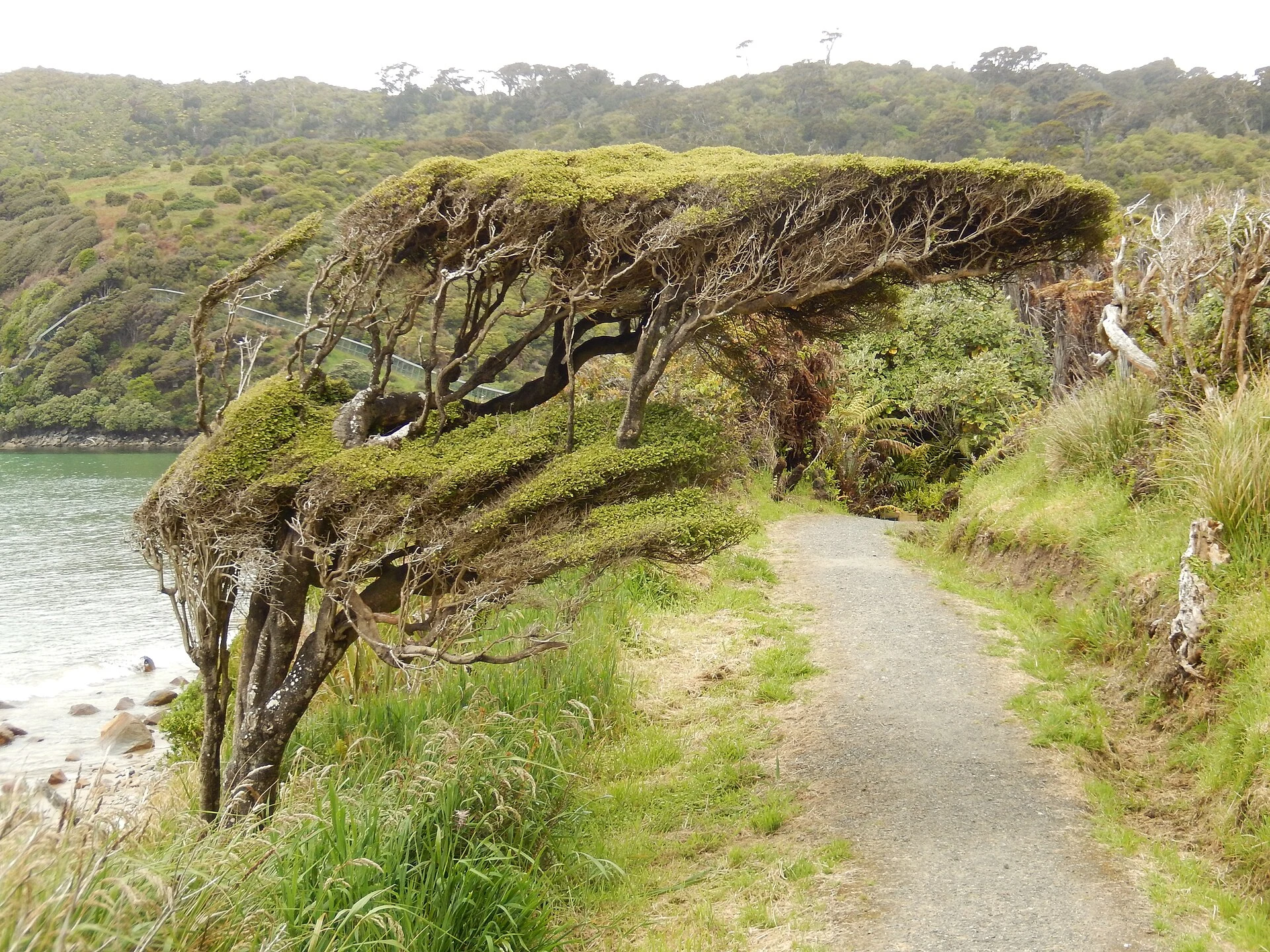 Ingresso del Rakiura Track a Lee Bay, con la scultura a maglie e la costa.