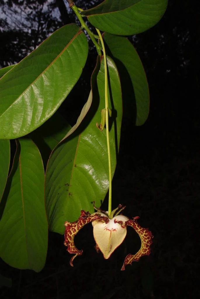 Dja Faunal Reserve