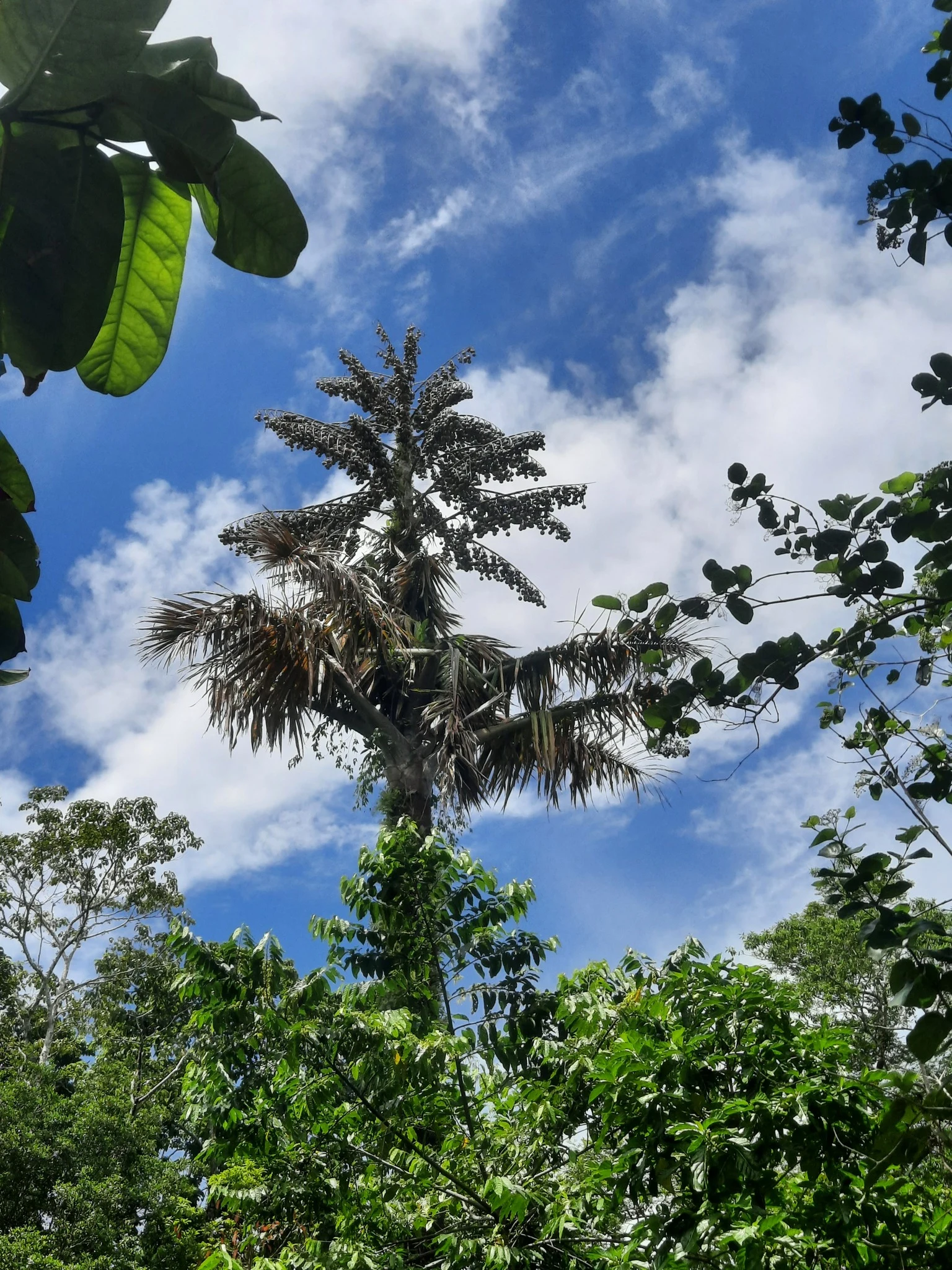 Rendova Island