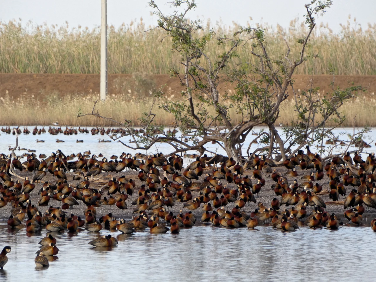 Djoudj National Bird Sanctuary