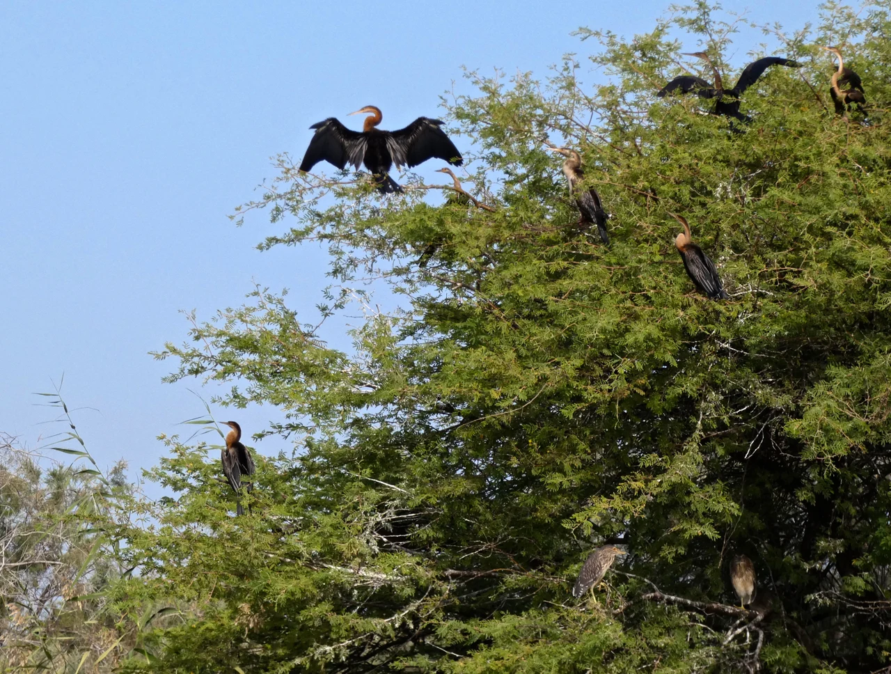 Djoudj National Bird Sanctuary